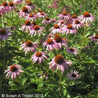 Echinacea Purpurea Perennial Plant 9cm Pot - Set of 3