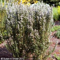 Rosmarinus Miss Jessop Perennial Plant 2L - Set of 3