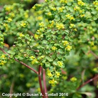Euphorbia Oblongata Perennial Plant in a 9cm Pot