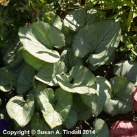 Brunnera Looking Glass (PBR) Perennial Plant 2L Pot - Set of 3