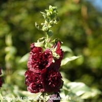 Alcea Chaters Double Purple Perennial Plant 9cm Pot - Set of 3