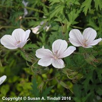 Geranium Clarkei Kashmir White Perennial Plant in a 9cm Pot