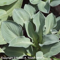 Hosta Blue Mouse Ears Perennial Plant in a 9cm Pot