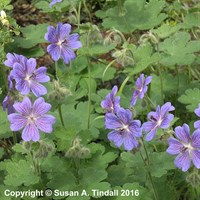 Geranium Phillipe Vapelle Perennial Plant 2L - Set of 3