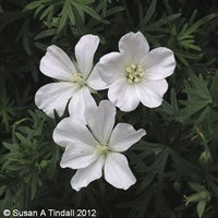 Geranium San Album Perennial Plant 9cm Pot - Set of 3