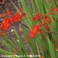 Crocosmia Lucifer Perennial Plant 2L - Set of 3