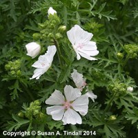 Malva Moschata Alba Perennial Plant 9cm Pot - Set of 3
