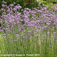 Verbena Bonariensis Perennial Plant 9cm Pot - Set of 3