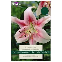 Taylors Bulbs Lily Anastasia (2 Pack) (TS511)
