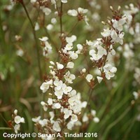 Libertia Formosa Perennial Plant in a 9cm Pot