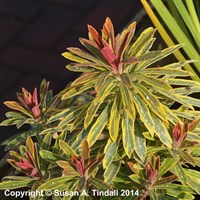 Euphorbia Martinii Ascot Rainbow Perennial Plant 9cm Pot - Set of 3
