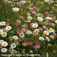 Erigeron karvinskianus (Profusion) Perennial Plant 2L Pot - Set of 3