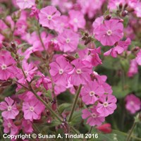 Silene Dioicia Rollies Favourite Perennial Plant 2L Pot - Set of 3