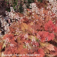 Heucherella Sweet Tea Perennial Plant 2L Pot - Set of 3