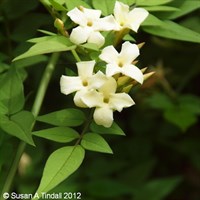 Jasminum officinale Clotted Cream 3L Climber Plant