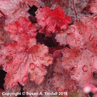 Heuchera Fire Chief Perennial Plant 2L Pot - Set of 3