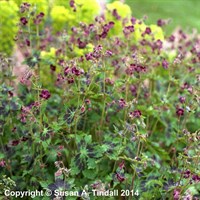 Geranium Phaeum Samobor Perennial Plant 2L Pot - Set of 3