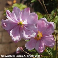 Anemone Hyb. Queen Charlotte Perennial Plant 2L Pot - Set of 3