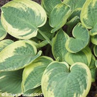 Hosta Wide Brim Perennial Plant in a 9cm Pot