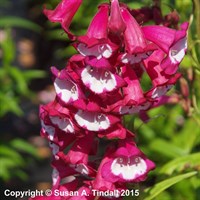 Penstemon Pensham Amelia Jane Perennial 9cm Pot - Set of 3