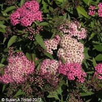 Spiraea 'Shirobana' - 4L Pot