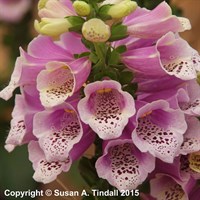 Digitalis Dalmation Rose Perennial Plant 2L Pot - Set of 3