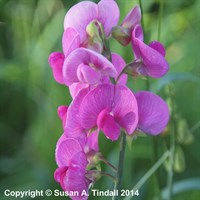 Lathyrus Latifolius Red Pearl Perennial Plant 9cm Pot - Set of 3