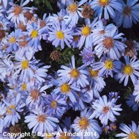 Aster Audrey Perennial Plant 9cm - Set of 3