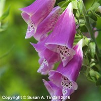 Digitalis Purpurea Foxy Group Perennial Plant 9cm Pot - Set of 3