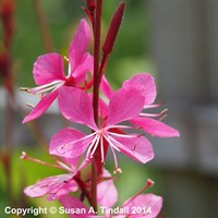 Gaura Geyser Pink Perennial Plant 9cm Pot - Set of 3