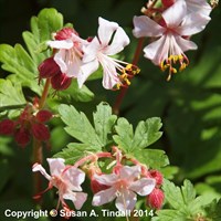 Geranium Macr Spessart Perennial Plant 9cm Pot - Set of 3