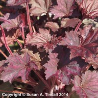 Heuchera Frosted Violet Perennial Plant 2L Pot - Set of 3