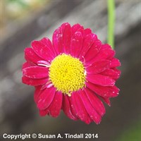 Tanacetum Cocc Robinson Red Perennial Plant 9cm Pot - Set of 3