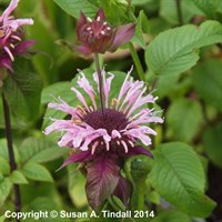 Monarda Beauty Of Cobham Perennial Plant 9cm Pot - Set of 3