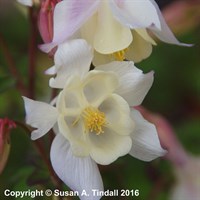 Aquilegia Spring Magic White Perennial Plant in a 9cm Pot