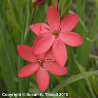 Schizostylis Coc. Major Perennial Plant 2L - Set of 3