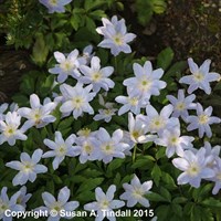 Anemone Nemerosa Perennial Plant in a 9cm Pot