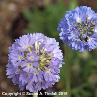 Primula Denticulata Lilac Perennial Plant in a 9cm Pot