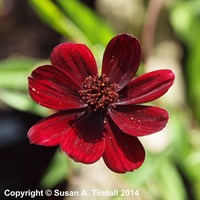 Cosmos Chocamocha Perennial Plant 2L - Set of 3