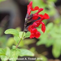 Salvia Greggii Royal Bumble Perennial Plant 2L - Set of 3