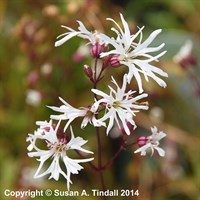 Lychnis Flos-Cuculi White Robin Perennial Plant 9cm Pot - Set of 3