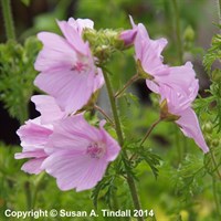Malva Moschata Rosea Perennial Plant 9cm Pot - Set of 3