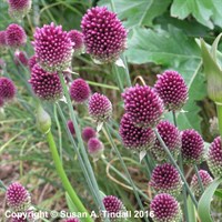 Allium Sphaerocephalon Perennial Plant 9cm Pot - Set of 3