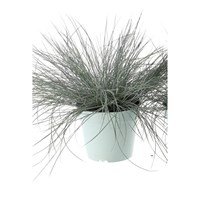 Festuca Glauca Intense Blue - 17cm Pot