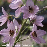 Delphinium Pac Astolat Perennial Plant 9cm Pot - Set of 3