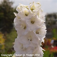 Delphinium Pac Galahad Perennial Plant 2L - Set of 3