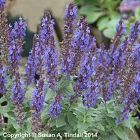 Salvia Syl Blue Queen Perennial Plant 9cm Pot - Set of 3