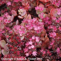 Sedum Coca Cola Perennial Plant 2L Pot - Set of 3