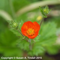 Geum Coccineum Koi Perennial Plant 9cm Pot - Set of 3
