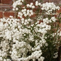Achillea The Pearl Perennial Plant 9cm Pot - Set of 3